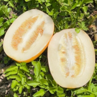 달콤아삭 성주 참외 3kg 랜덤과 못난이