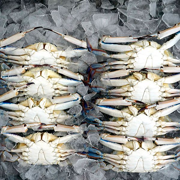 하루특가) 서해안 생물 가을꽃게, 7-9미, 2kg, 1개