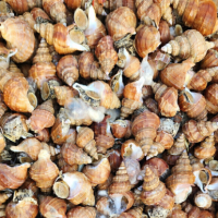 (신선집중) 포항 당일바리 활 살고동 고추골뱅이 1kg 소 (50미 내외) / 대 (20미 내외)