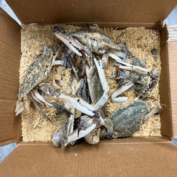 하루특가) 톱밥꽃게, 3kg, 1개