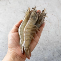국내산 통통한 흰다리 새우 횟감 생물 활새우 1kg(30미내외)