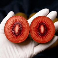 {최상품} 초고당도 제스프리 루비 레드키위 20과 입점행사