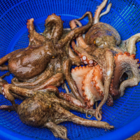 국내산 활 돌문어 당일조업 1~3미 1kg