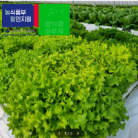 [아침애딴] 유러피안 샐러드 1kg 농장직송 샐러드 모듬채소 쌈채소