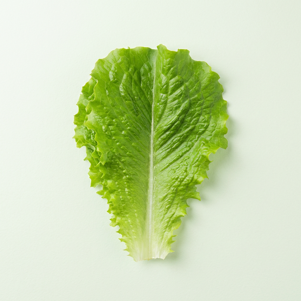 하루특가) 로메인 청상추, 1kg, 1박스