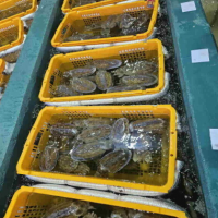 국내산 갑오징어 1kg 단 하루 특가 2~4미 당일조업 무료배송