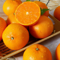 (신선집중) 맛보장 B컷 고당도 천혜향 4kg