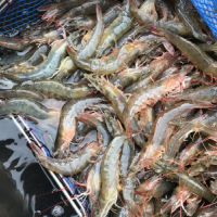 생새우회 가능 신안 활 흰다리새우 1kg 30-40미