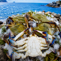국내산 제철 활 숫꽃게 1kg+1kg (총 2kg) 6-10미내외 당일조업 산지직송 수율 좋은 자연산 꽃게 당일 초특가