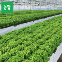 샐러드용 채소 모듬 1kg (3종 이상) 스마트팜 재배