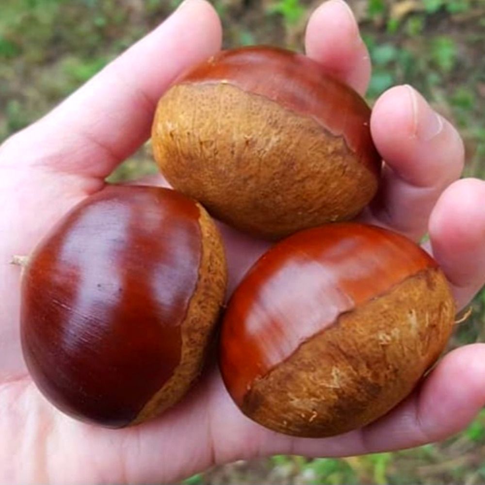 하루특가) 탐나유 햇밤 알밤, 2kg, 1개