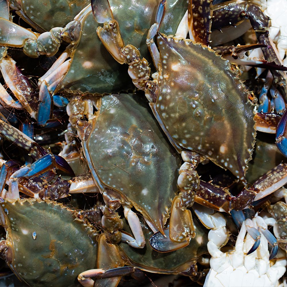 하루특가) 최강어부 태안 활 숫꽃게, 2kg, 1개